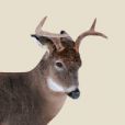 Deer Decoy Icon