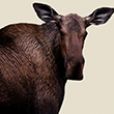 New Moose Decoy List
