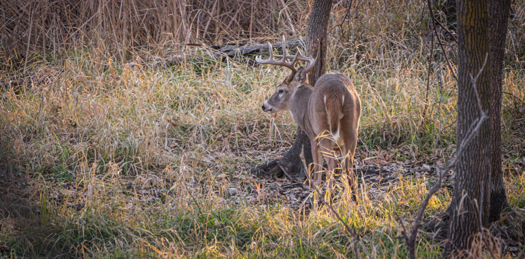 Saving and Using a Tarsal Gland