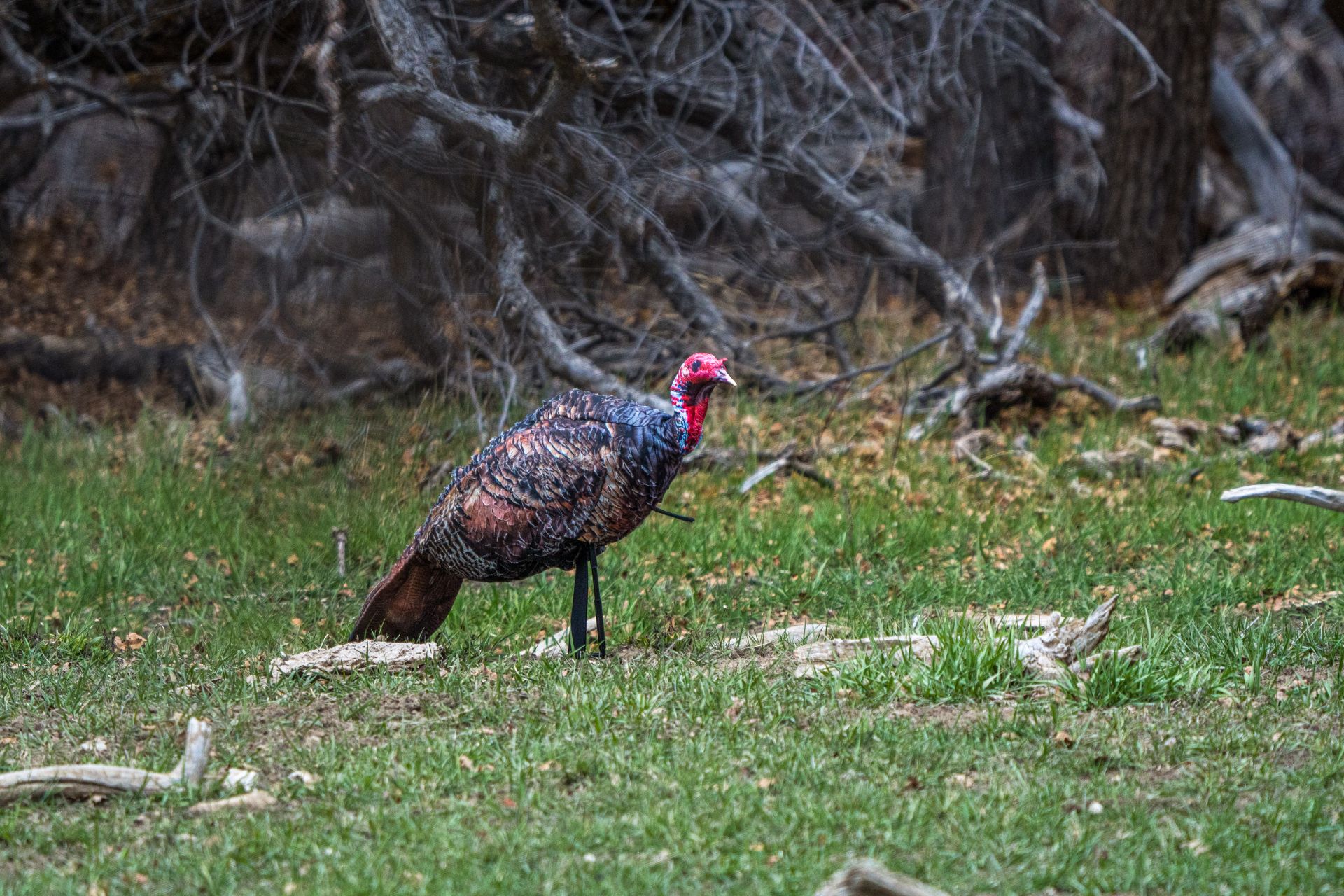 mistakes hunters make when using turkey decoys