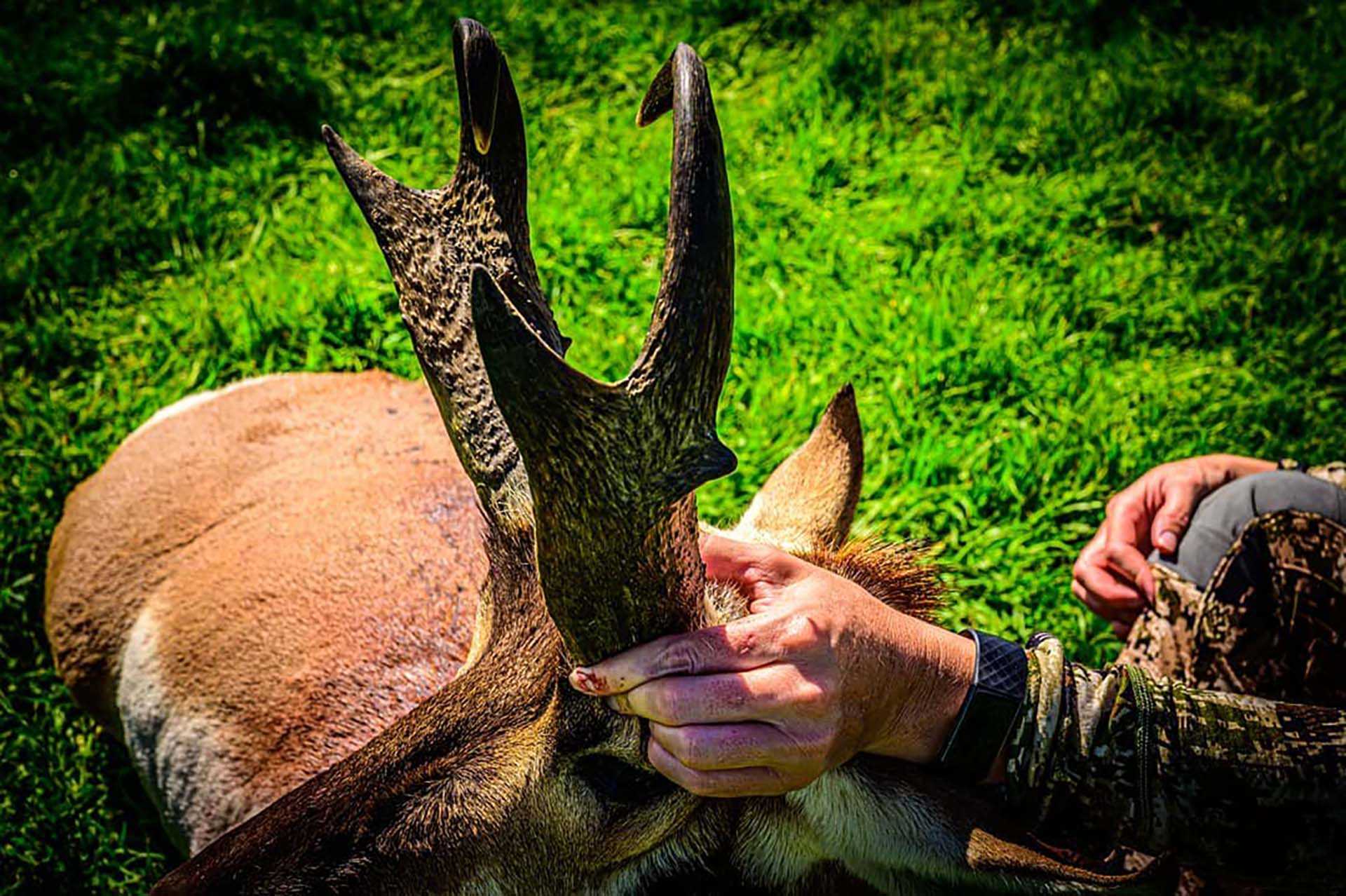 The pronghorn antelope is a well-loved game animal that puts glassing and stalking skills at the top of the list for hunters.