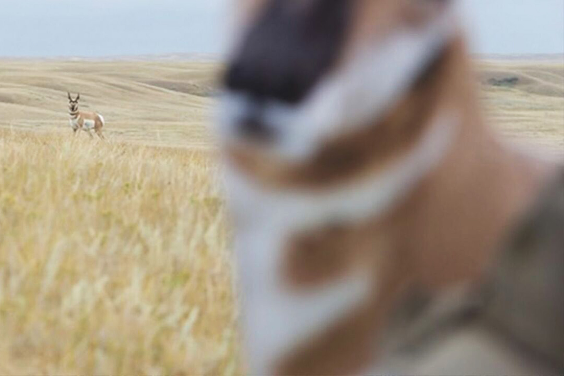 Bowhunting pronghorn with a decoy is an absolute rush, especially if you catch them during the peak rut.