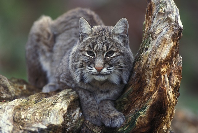 The Art of Calling and Killing Bobcats