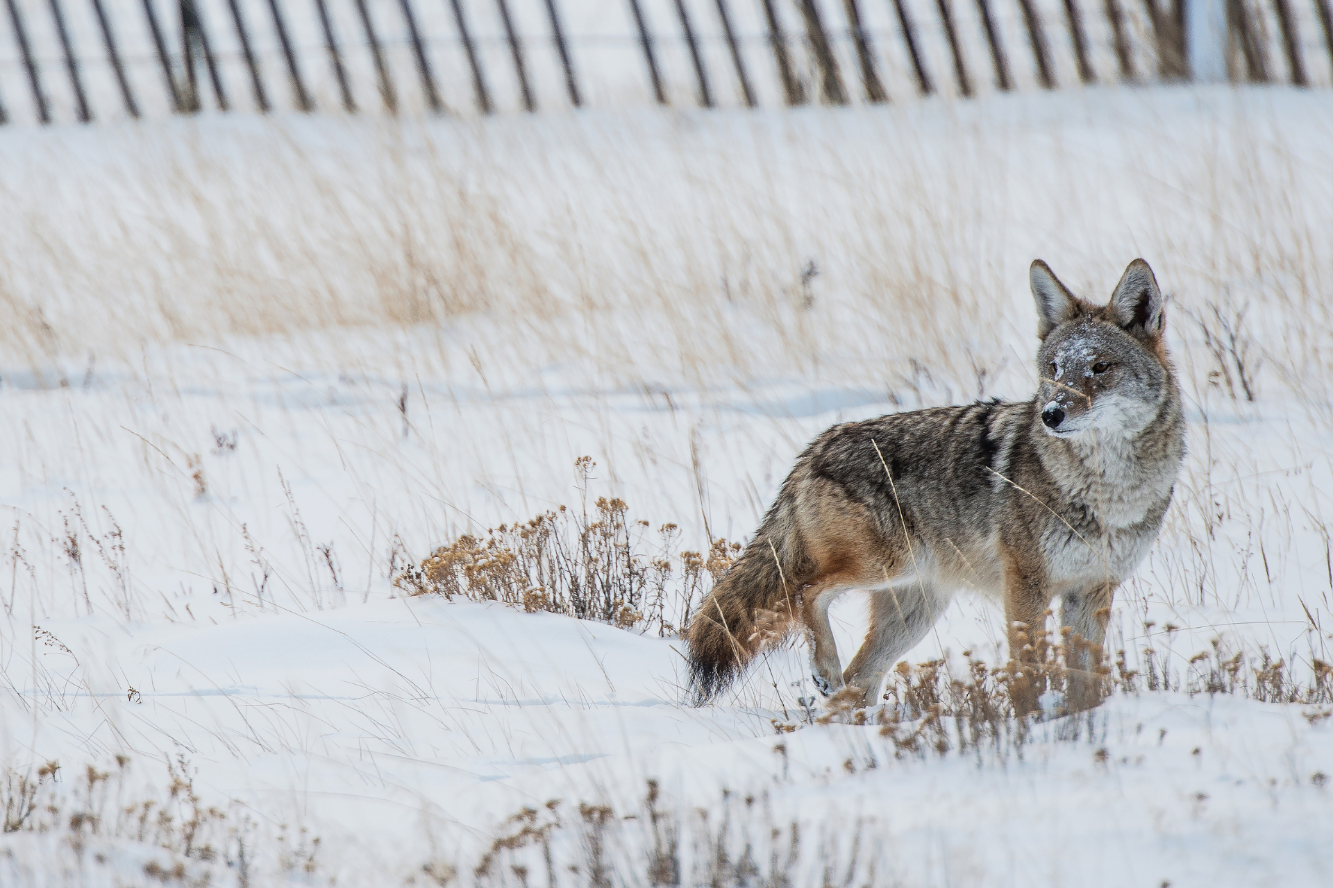 You can be successful in hunting coyotes anytime; however, you can increase your chances with a few pivotal tactics and learning the best time to hunt coyotes.