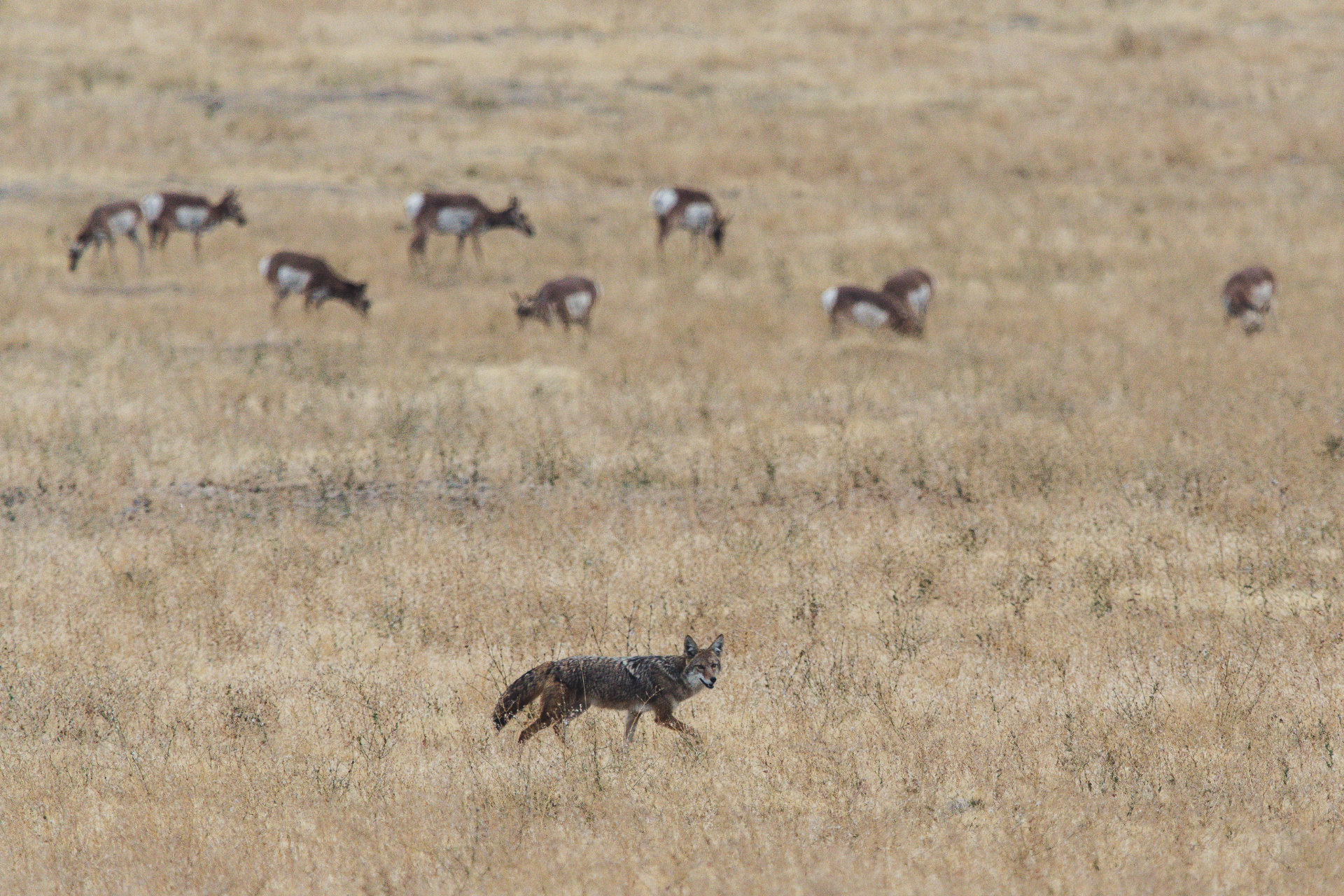 You can be successful in hunting coyotes anytime; however, you can increase your chances with a few pivotal tactics and learning the best time to hunt coyotes.