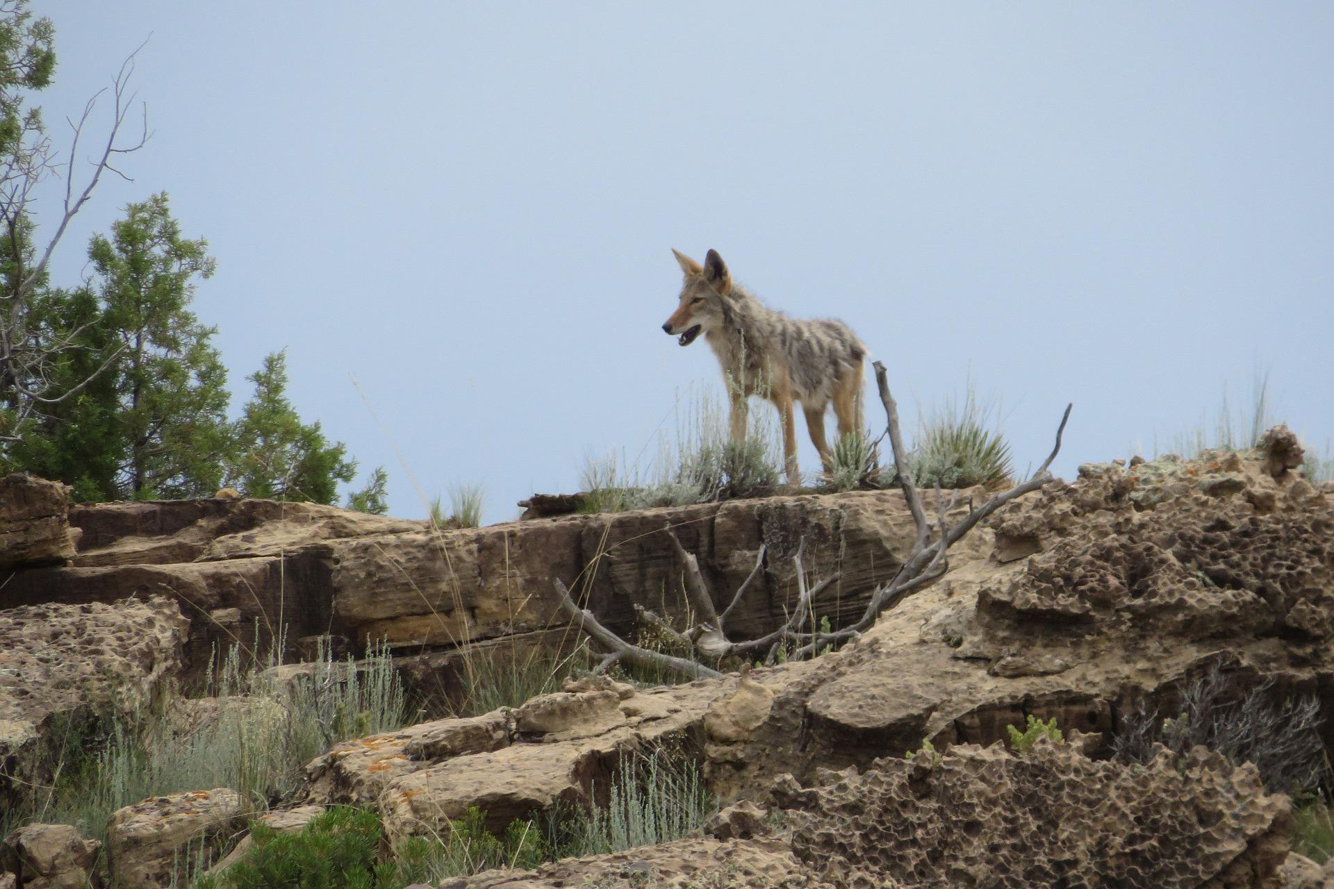 By hunting near the den, a hunter can also activate a coyote’s territorial response using a howl, as discussed earlier.