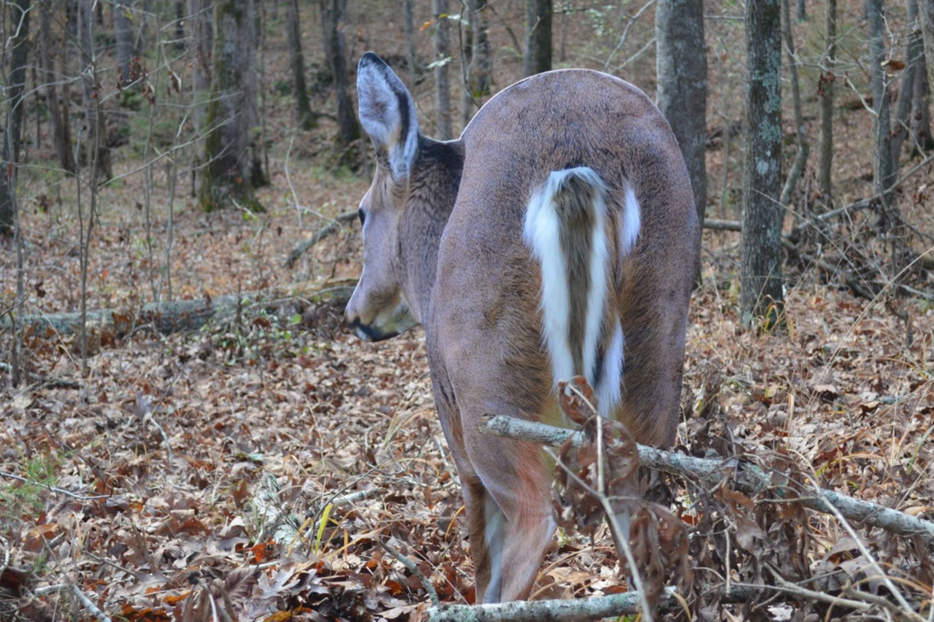 Must-Have Gear for Tree Saddle Hunters