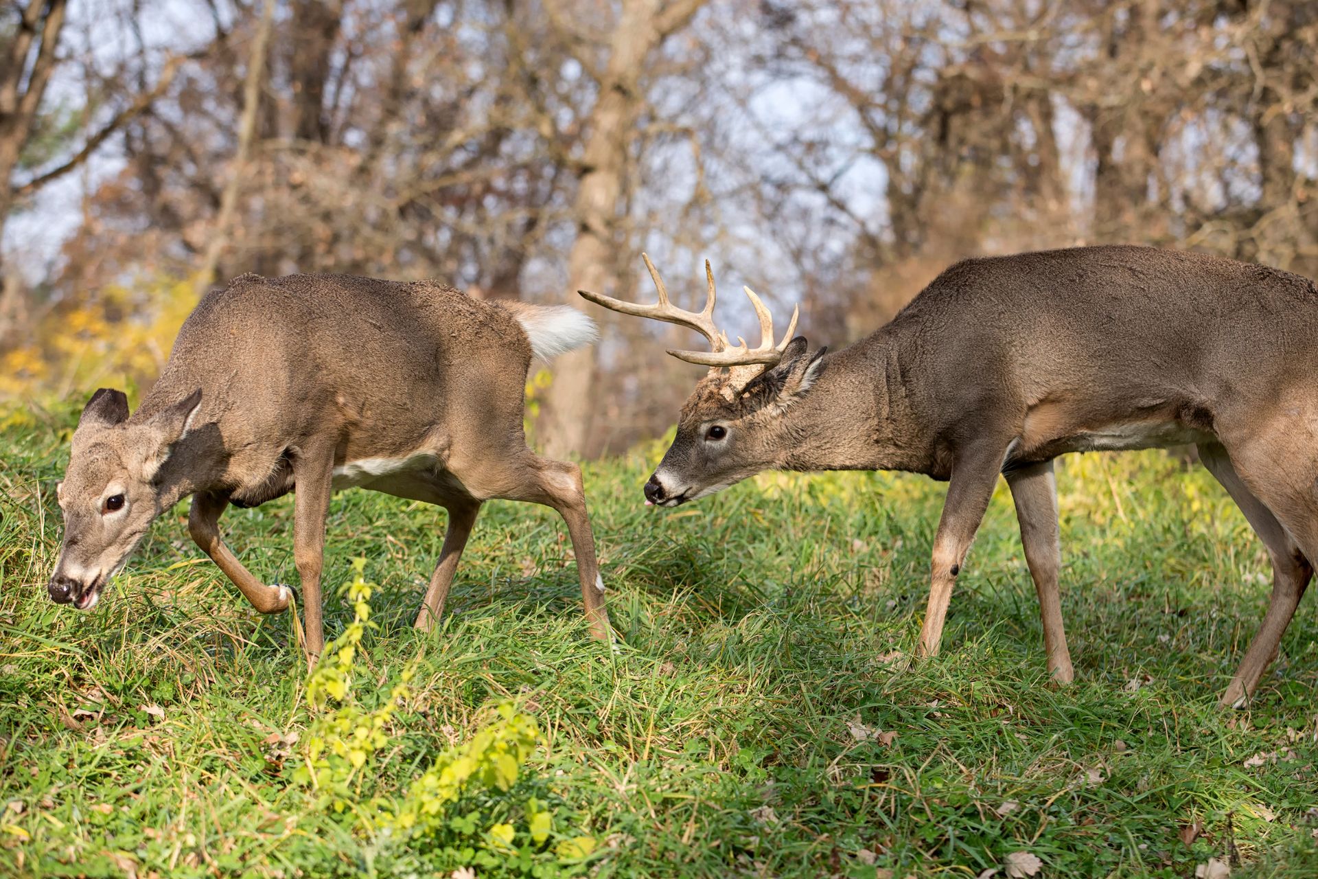 Proper peak rut deer decoy placement can get that big buck within range. We will go over some tips to do so effectively. 