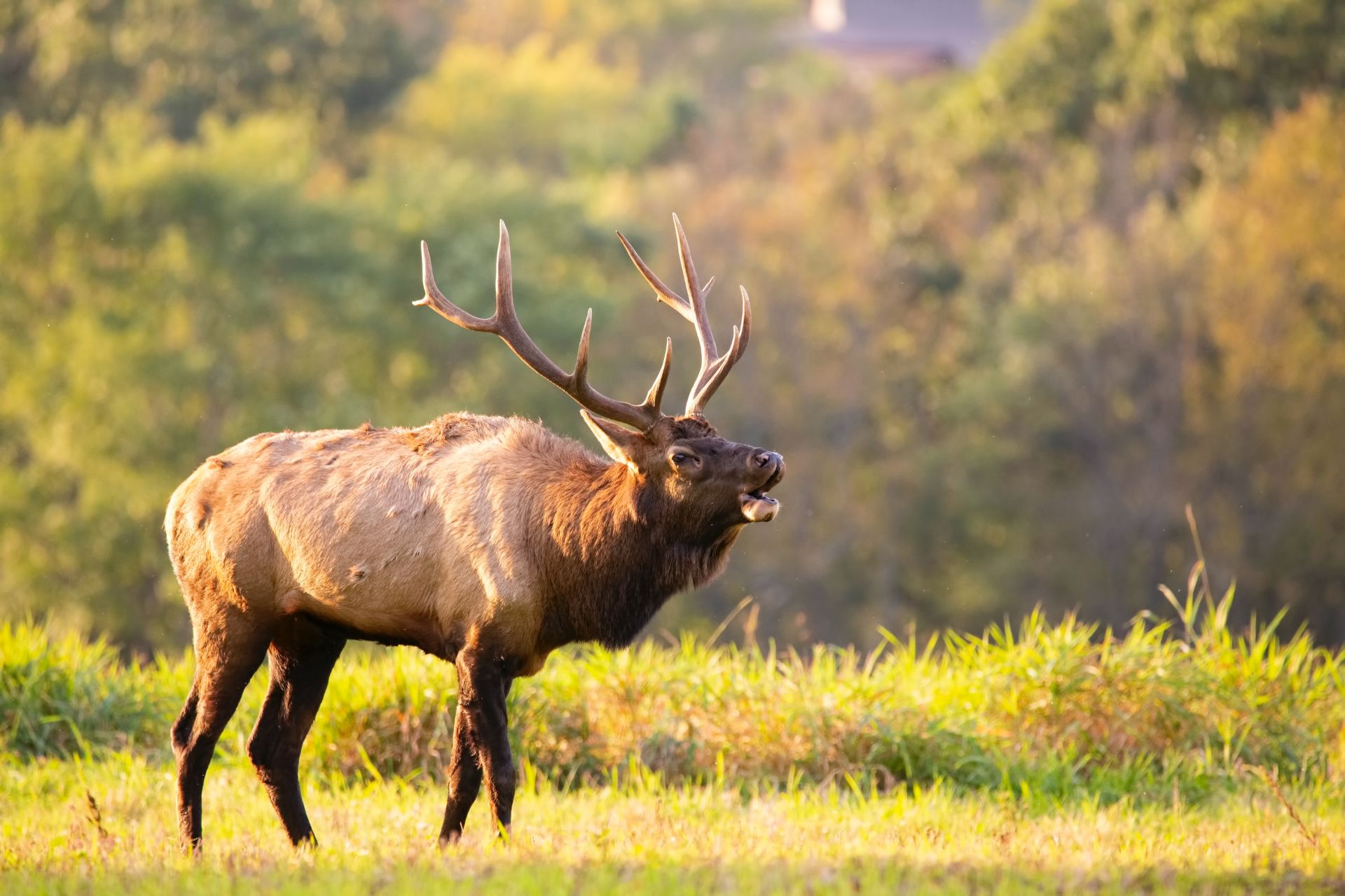 Field Dressing Elk