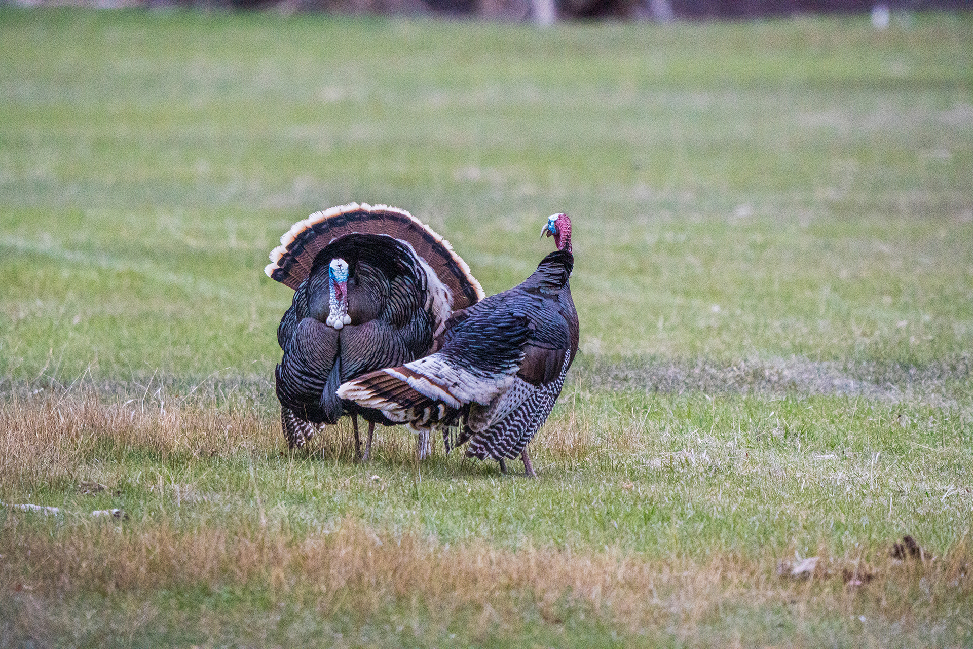 Choose fields that are open, sunny and surrounded by woods that have plenty of roosting trees.