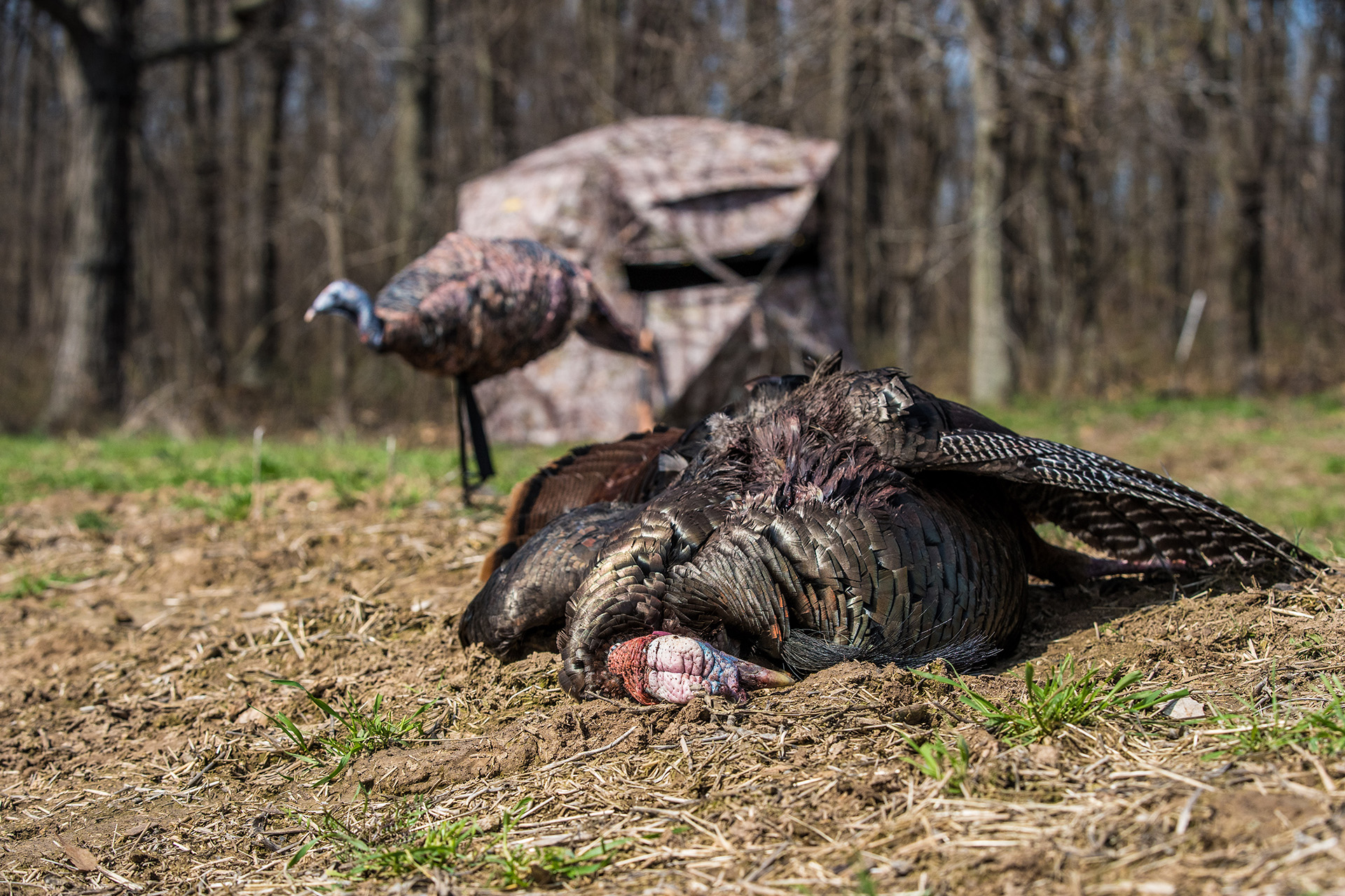 With its range extending from Kansas to Texas, the Rio Grande subspecies presents a flat land turkey available to hunters on any budget.