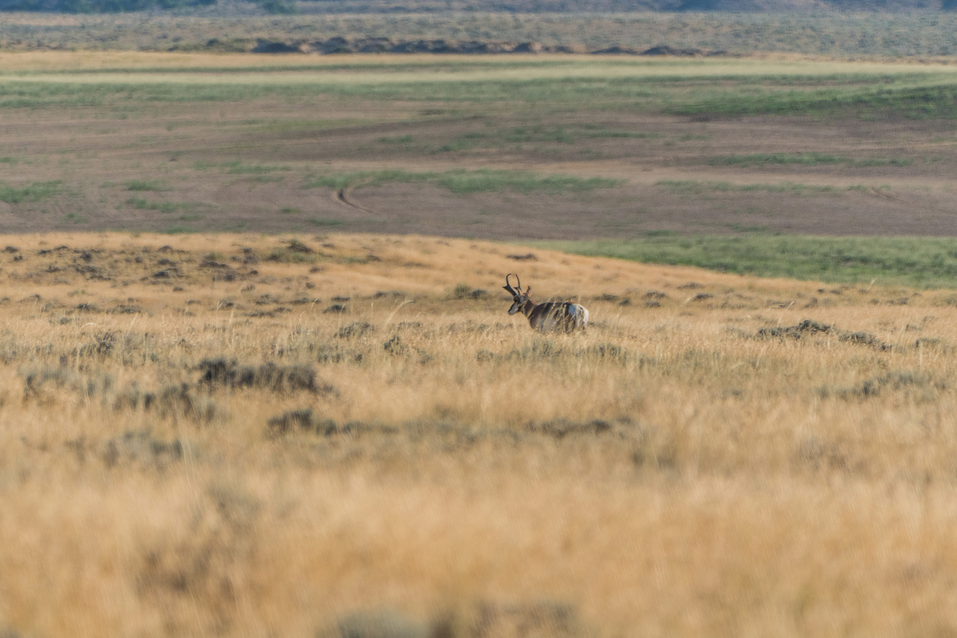The 5 best states for antelope hunting include Wyoming, Montana, Arizona, New Mexico, and Colorado.