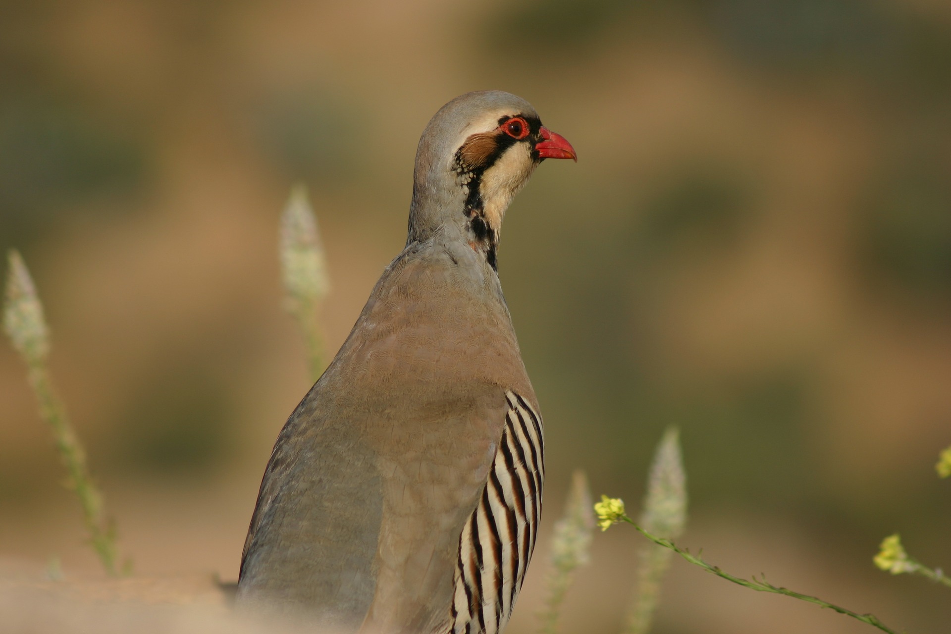 Chukar favor steep hillsides and ravines to roost and forage, and they behave erratically, running uphill and flying downhill.