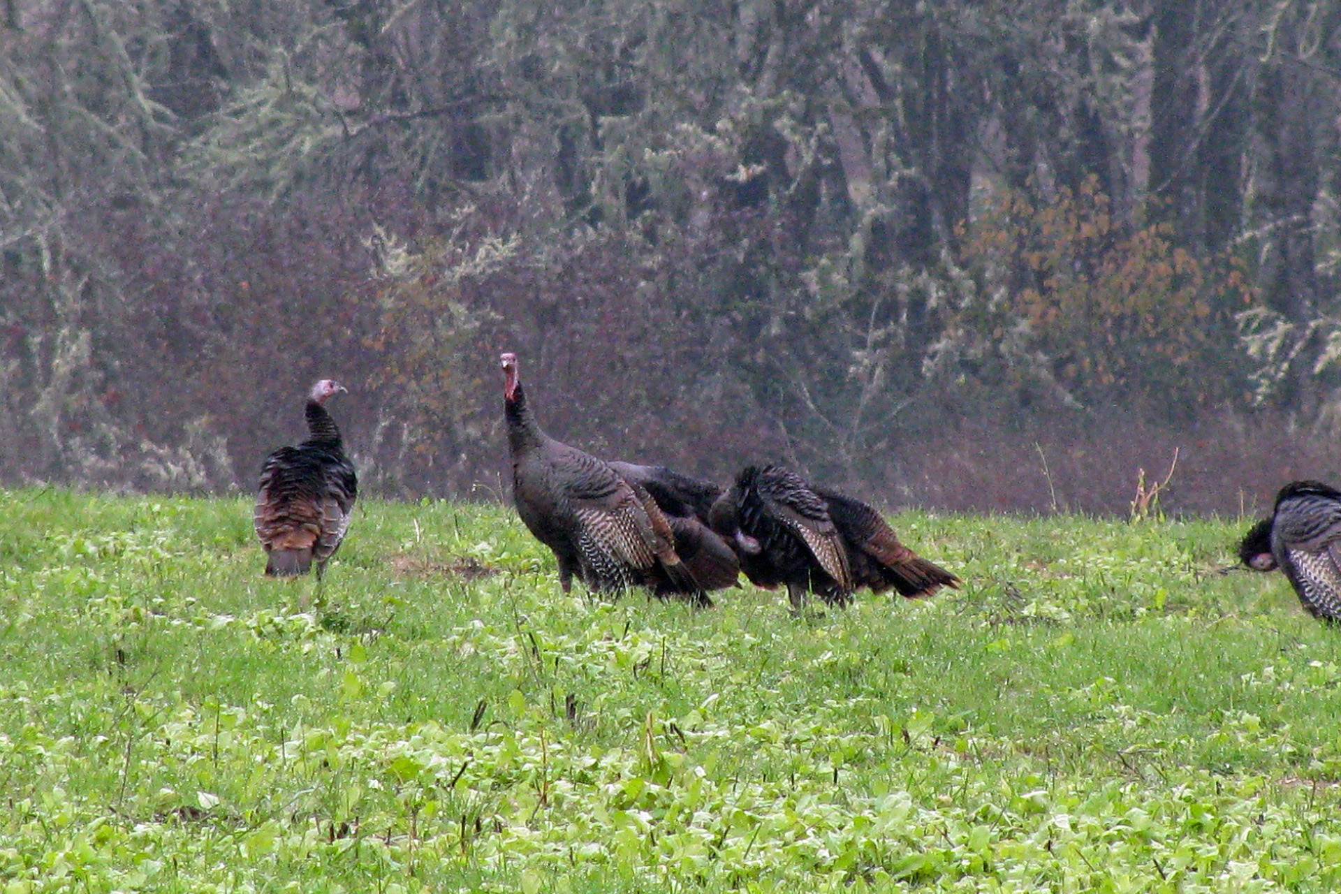 Managing habitat for wild turkeys is a primary way you can ensure there’s a robust population to hunt in the future.