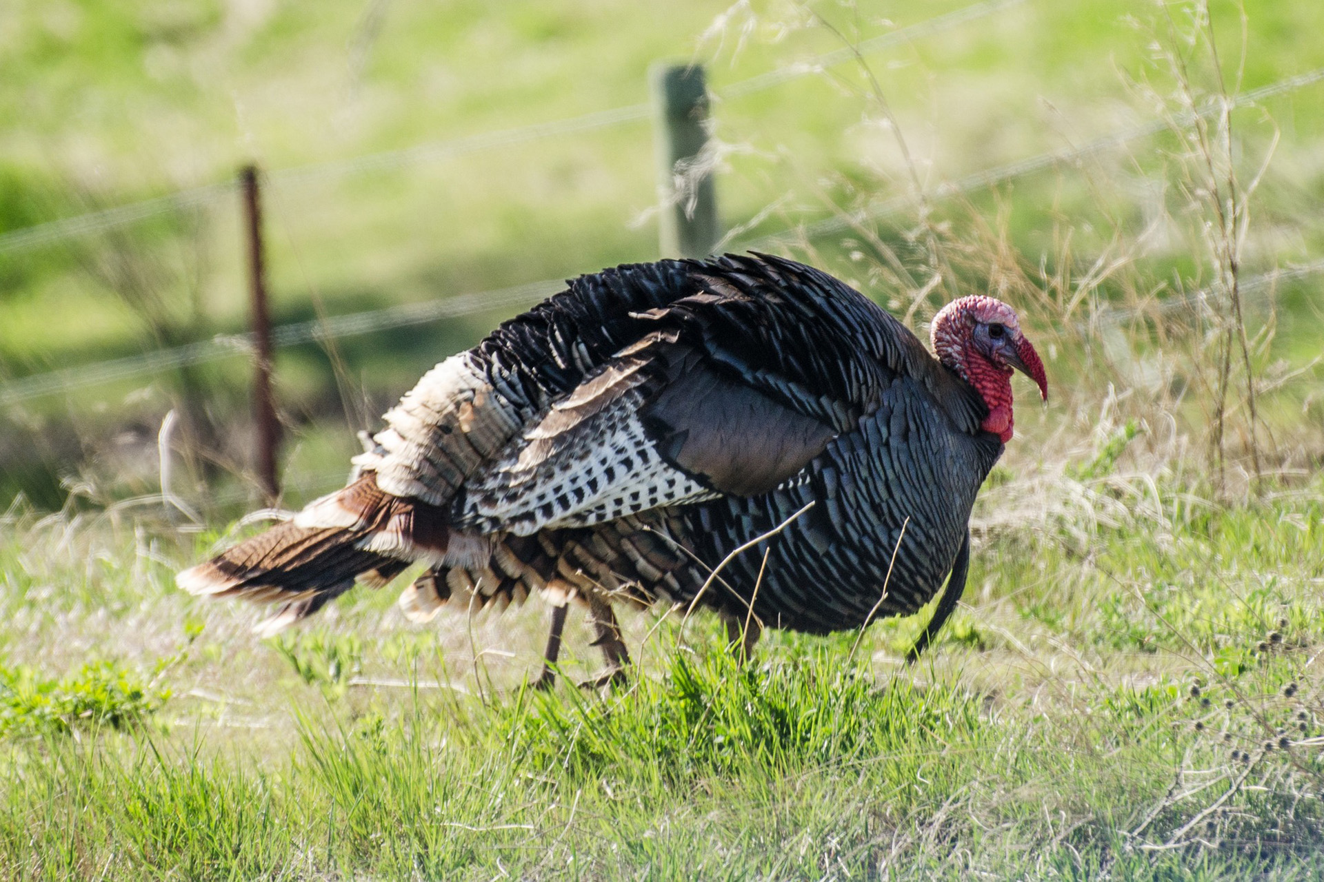 By managing wild turkey habitat, landowners will improve the density and health of the population and ensure these incredible birds stick around for years to come.
