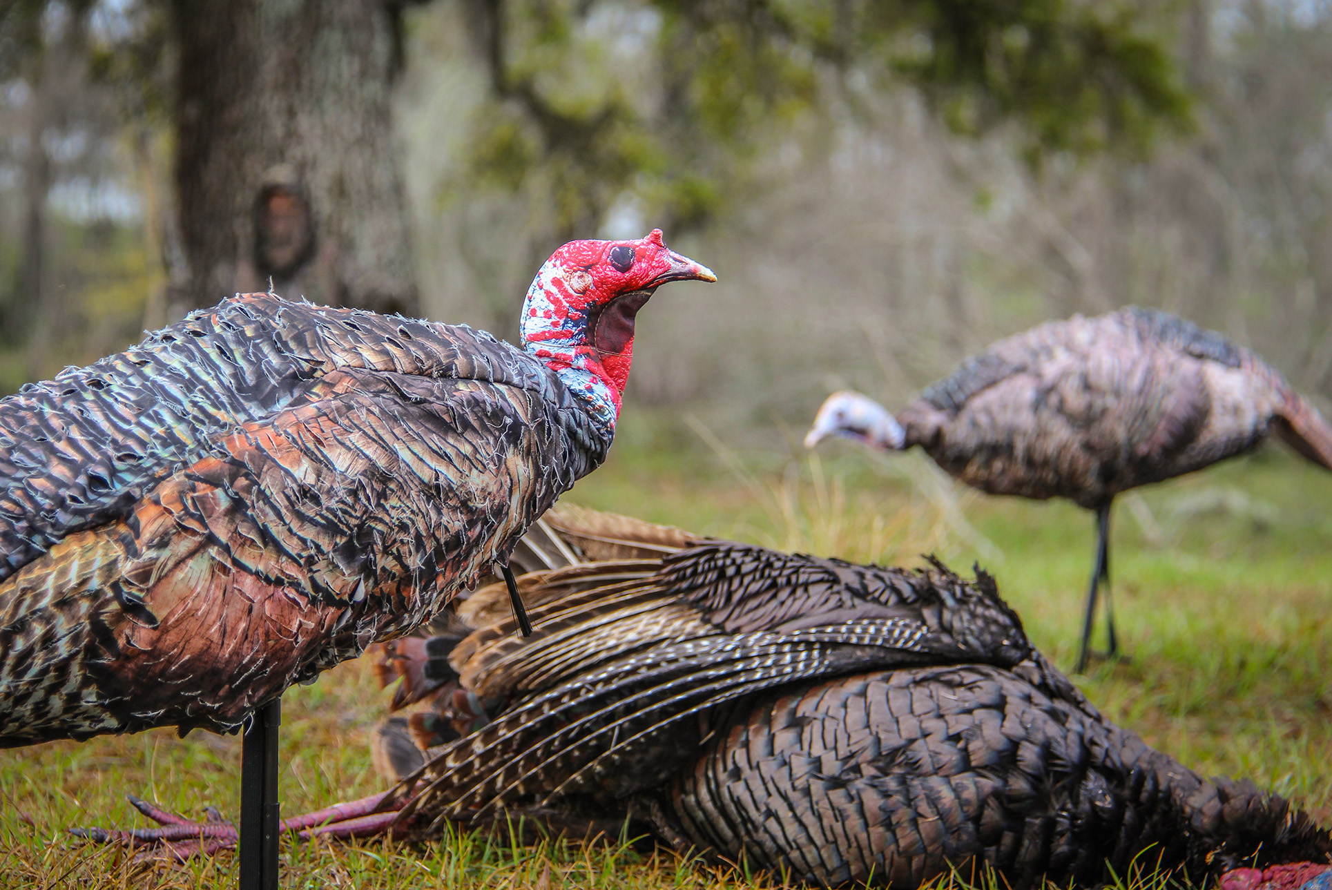 The Best Turkey Decoy Setups to Use This Spring