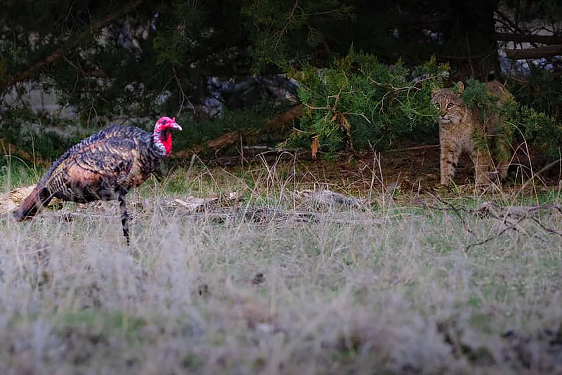 If Jake Purrfect's realism can fool one of the most wary creatures on earth, you can bet it'll fool a hot tom turkey.