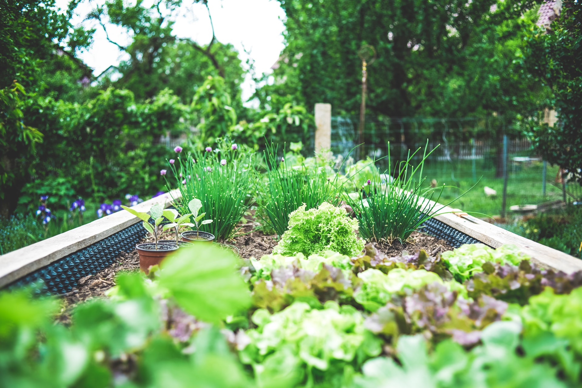 Animals and insects don’t like to smell extremely pungent herbs such as oregano, mint, garlic, and lavender.