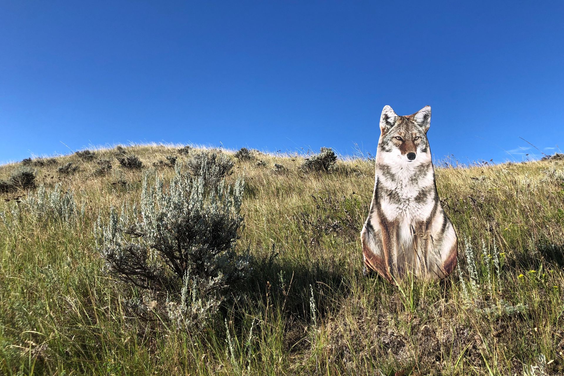 Understanding Deer Movement Patterns - Montana Decoy