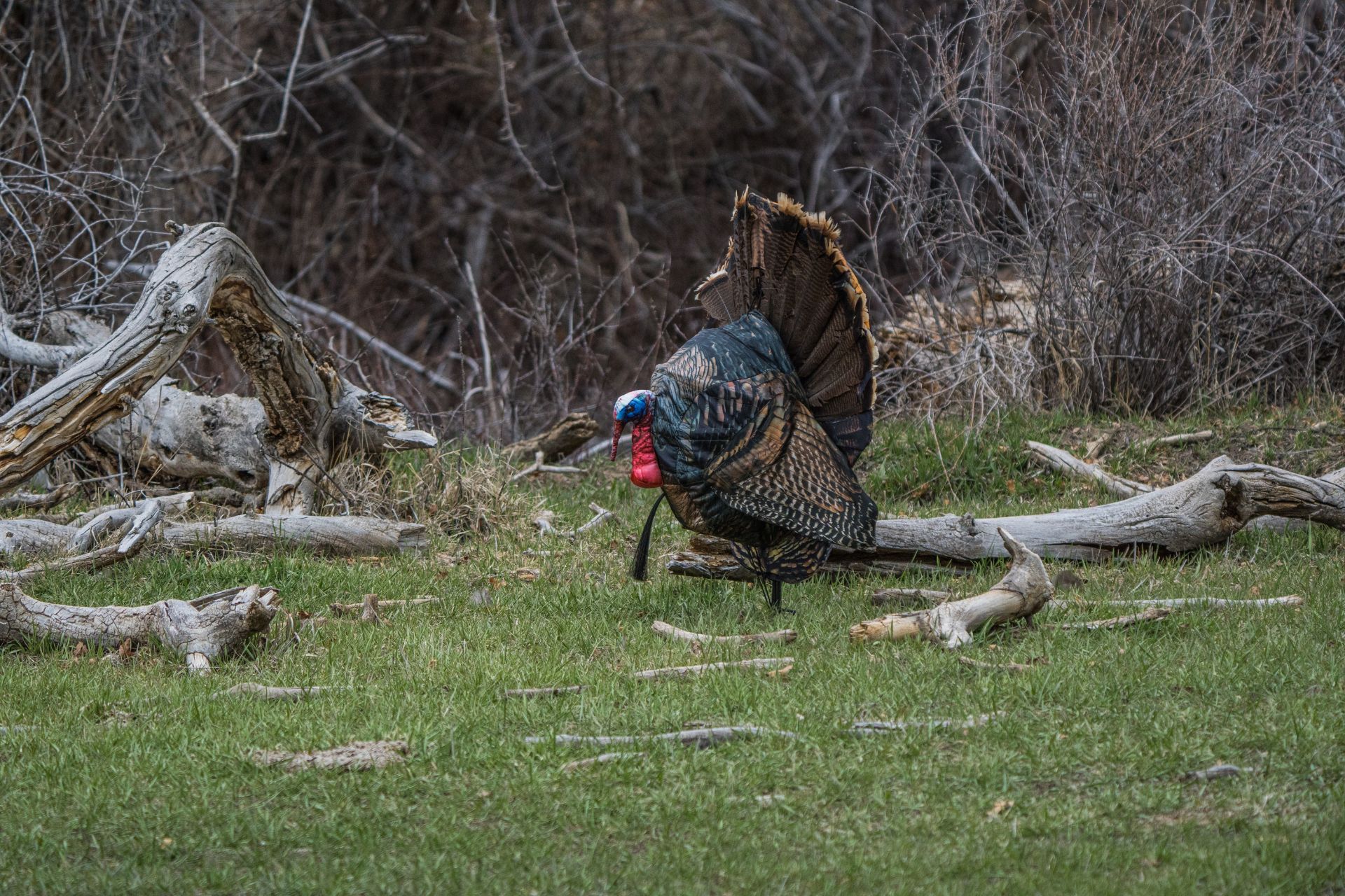 Using a Turkey Reaping Decoy