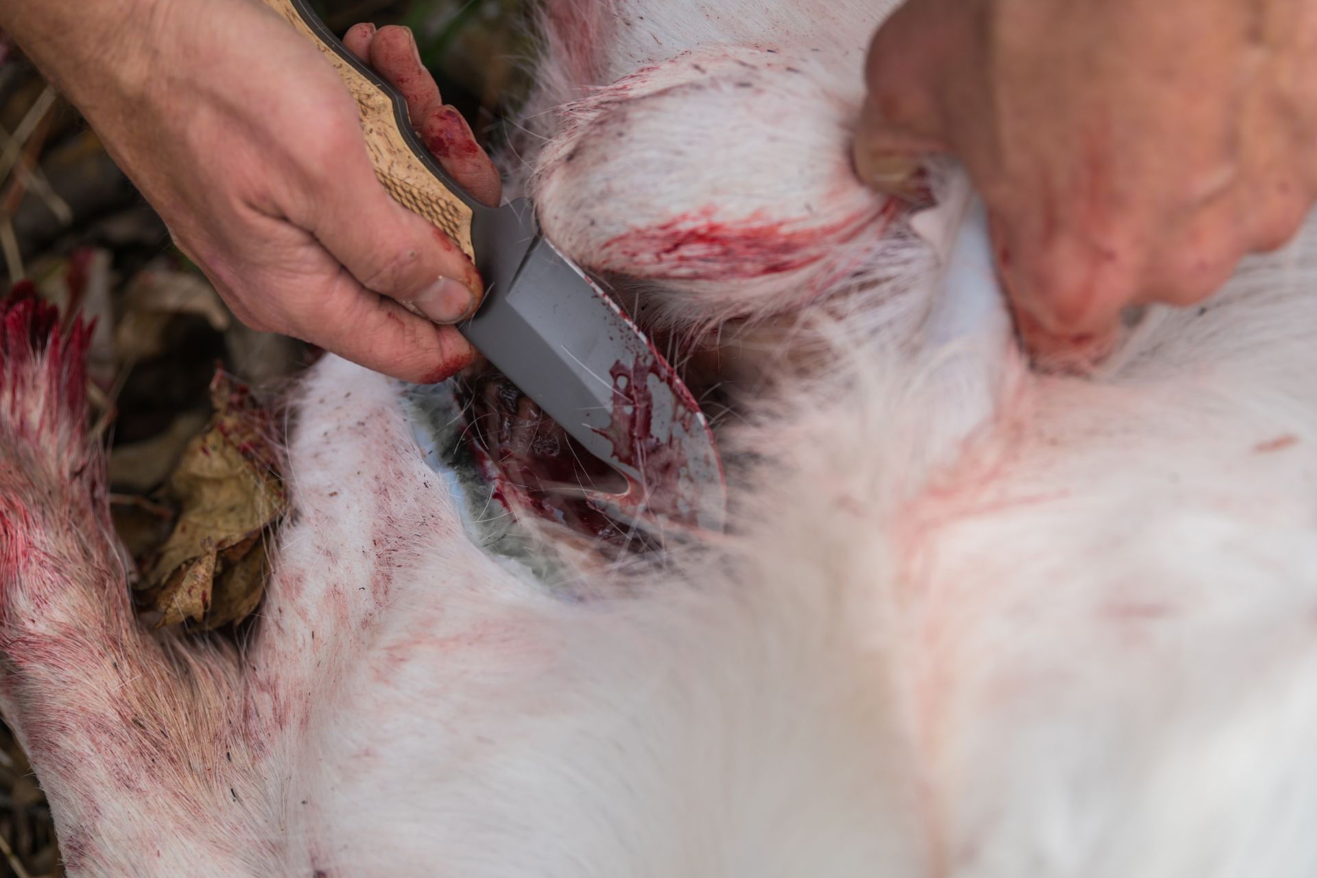 This guide to field dressing a deer for beginners explains a crucial step in processing your deer. We’ll explain how to field dress your deer quickly and easily.  