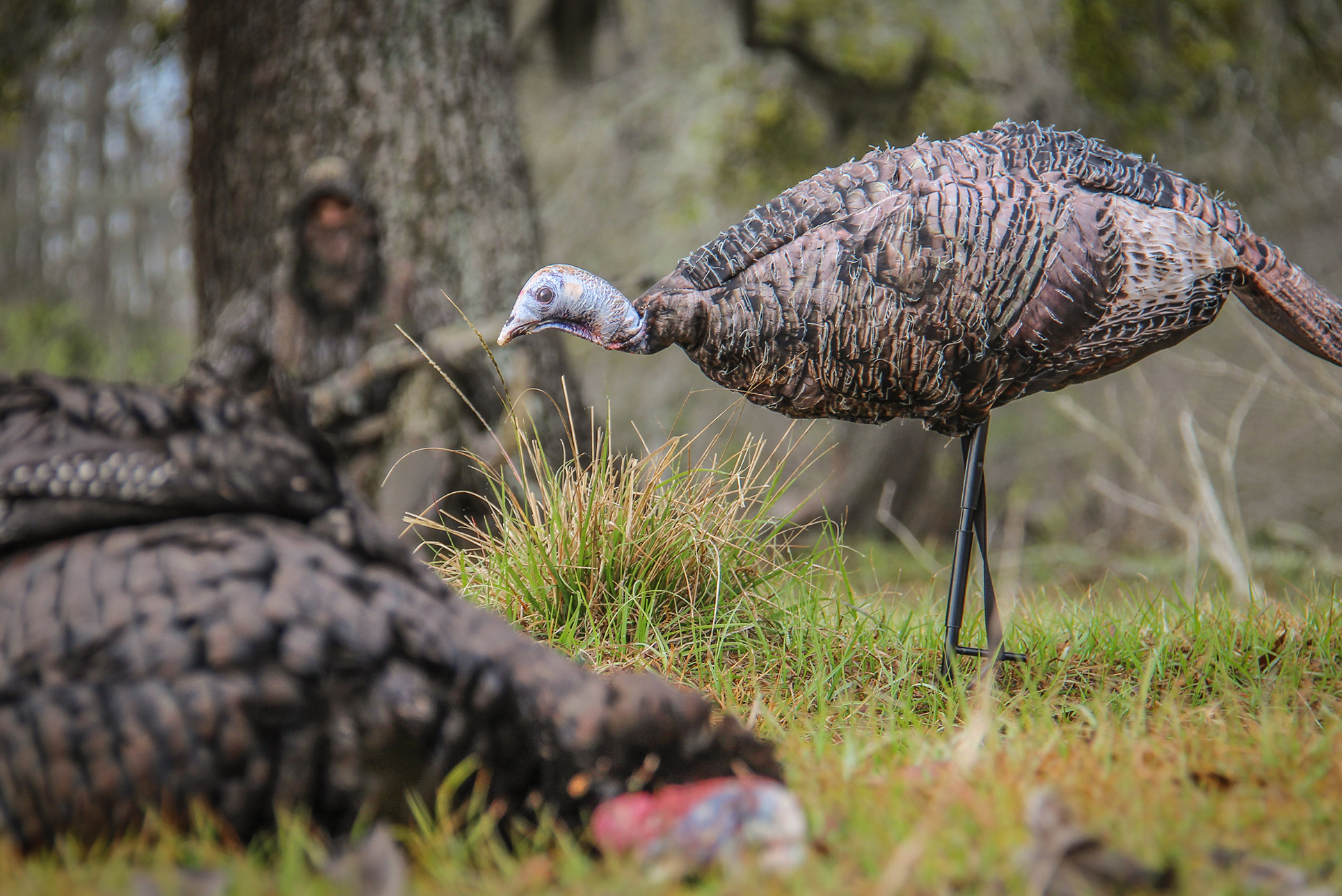 Miss Purrfect hen turkey decoy is lightweight and packable while creating incredible realism.