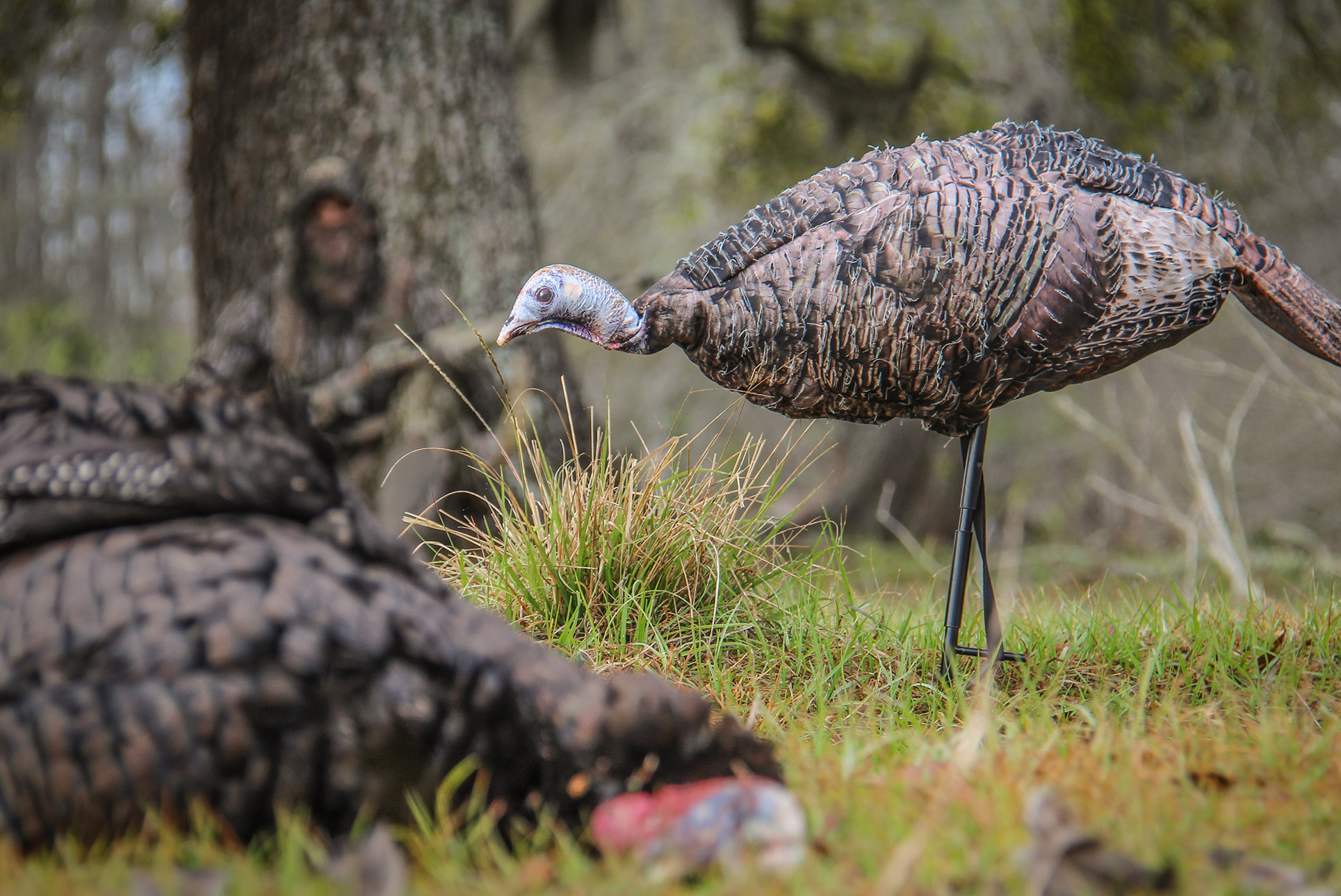 The Best Turkey Decoy Setups to Use This Spring