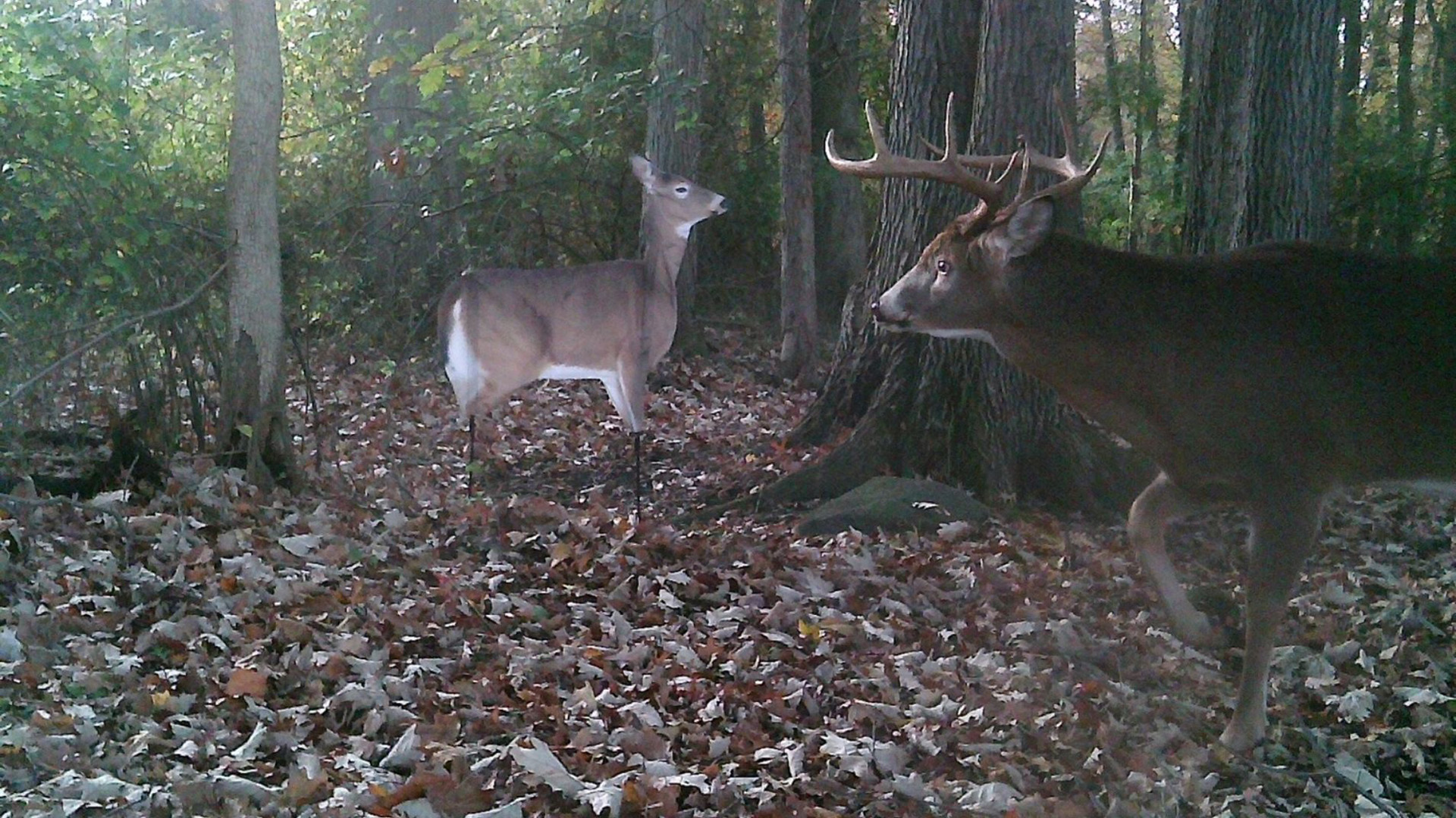 Making sure your deer decoy is scent free and visible will greatly increase your chances of drawing that buck close.