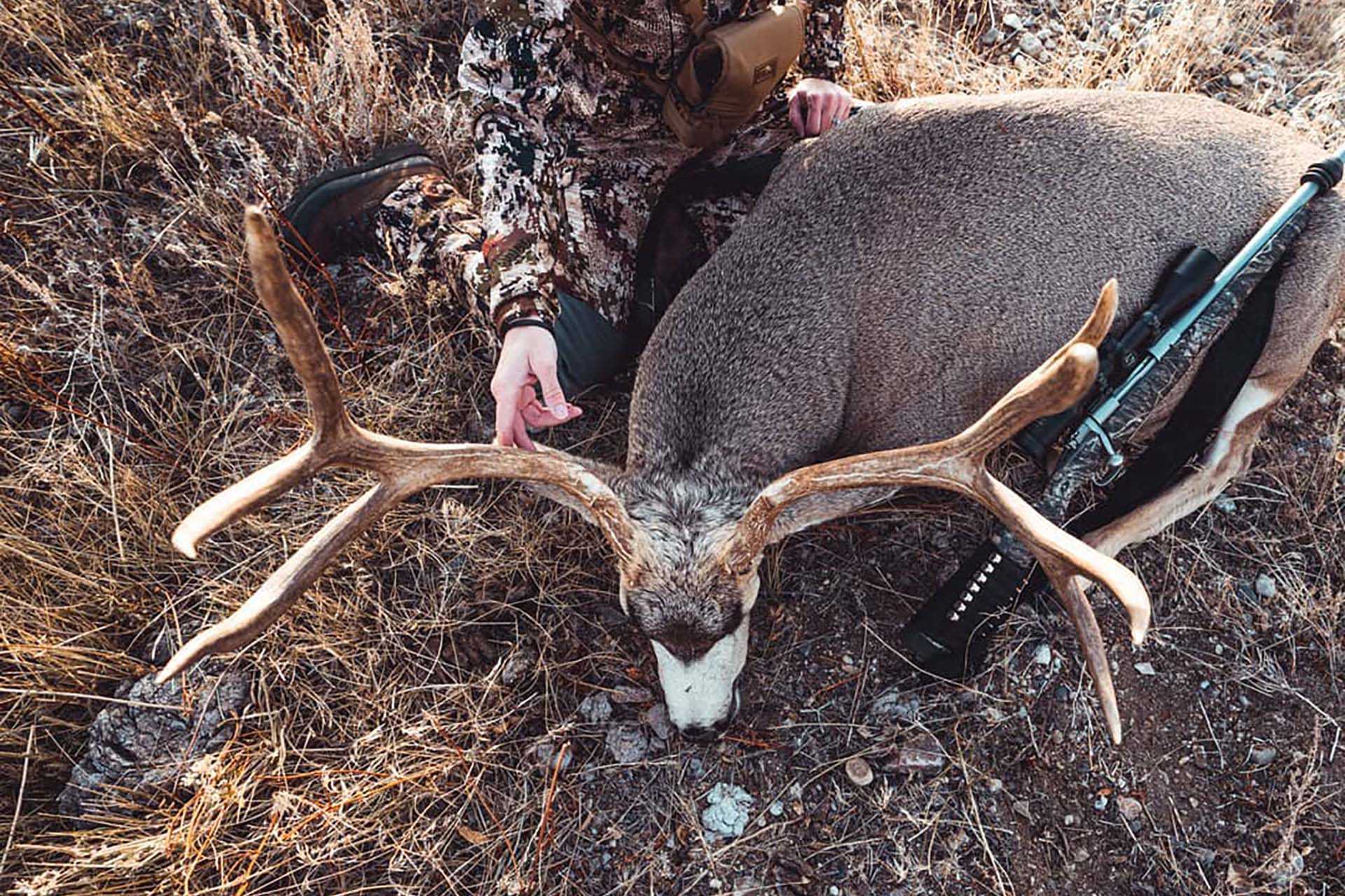 Mule deer are remarkable animals that inhabit some of the most majestic open country in the nation.