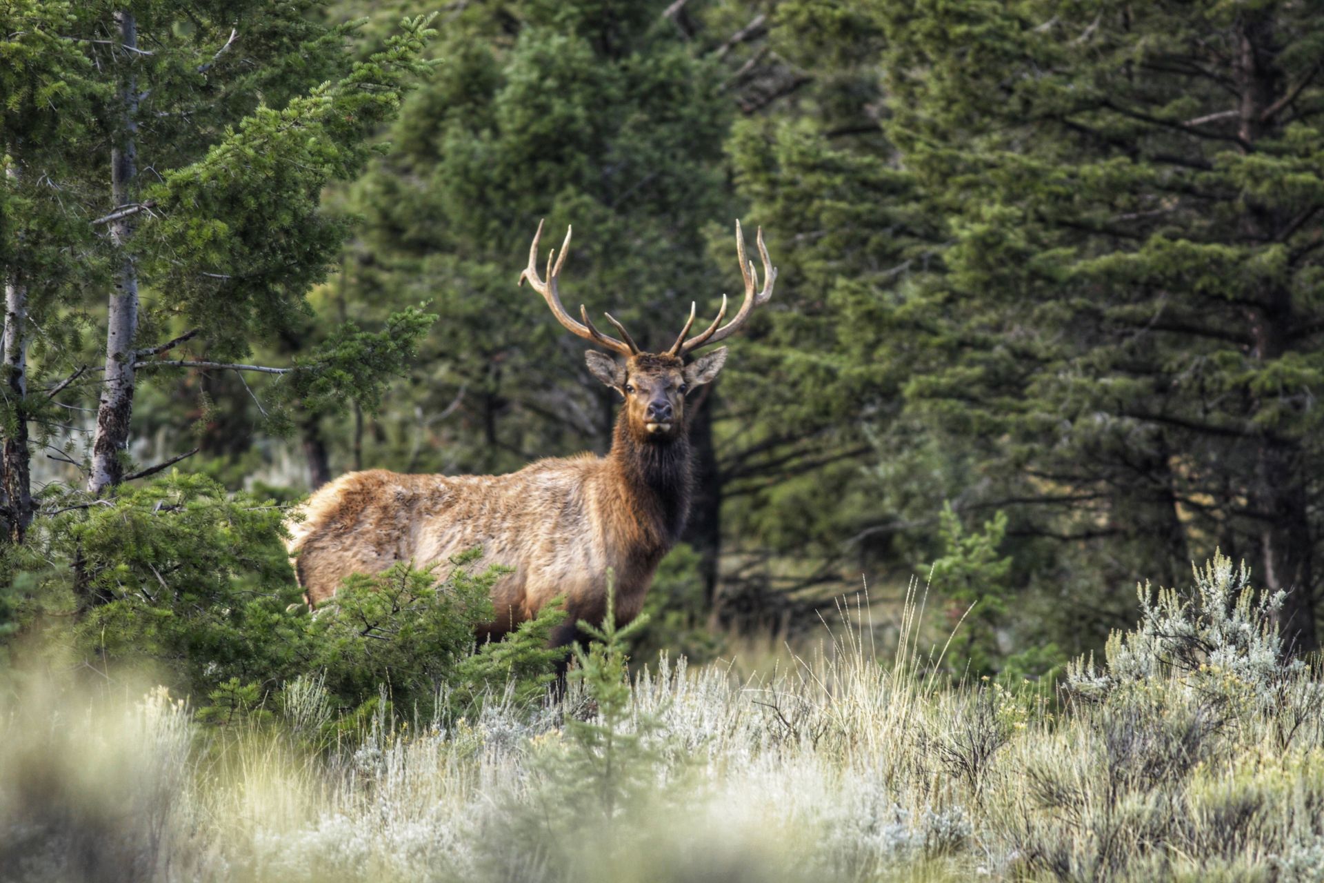 PreRut Elk Strategies Montana Decoy