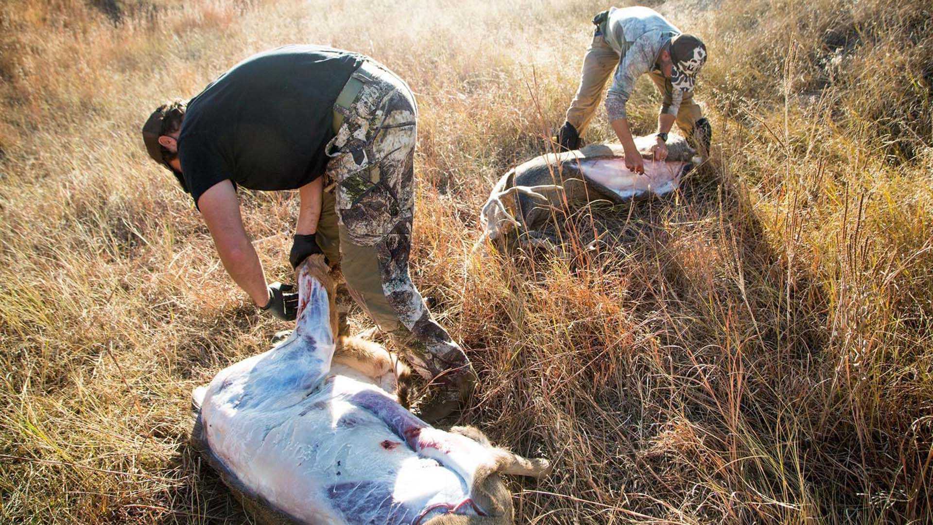 A good skinning knife will do nearly everything a hunter needs when it's time to butcher a deer.
