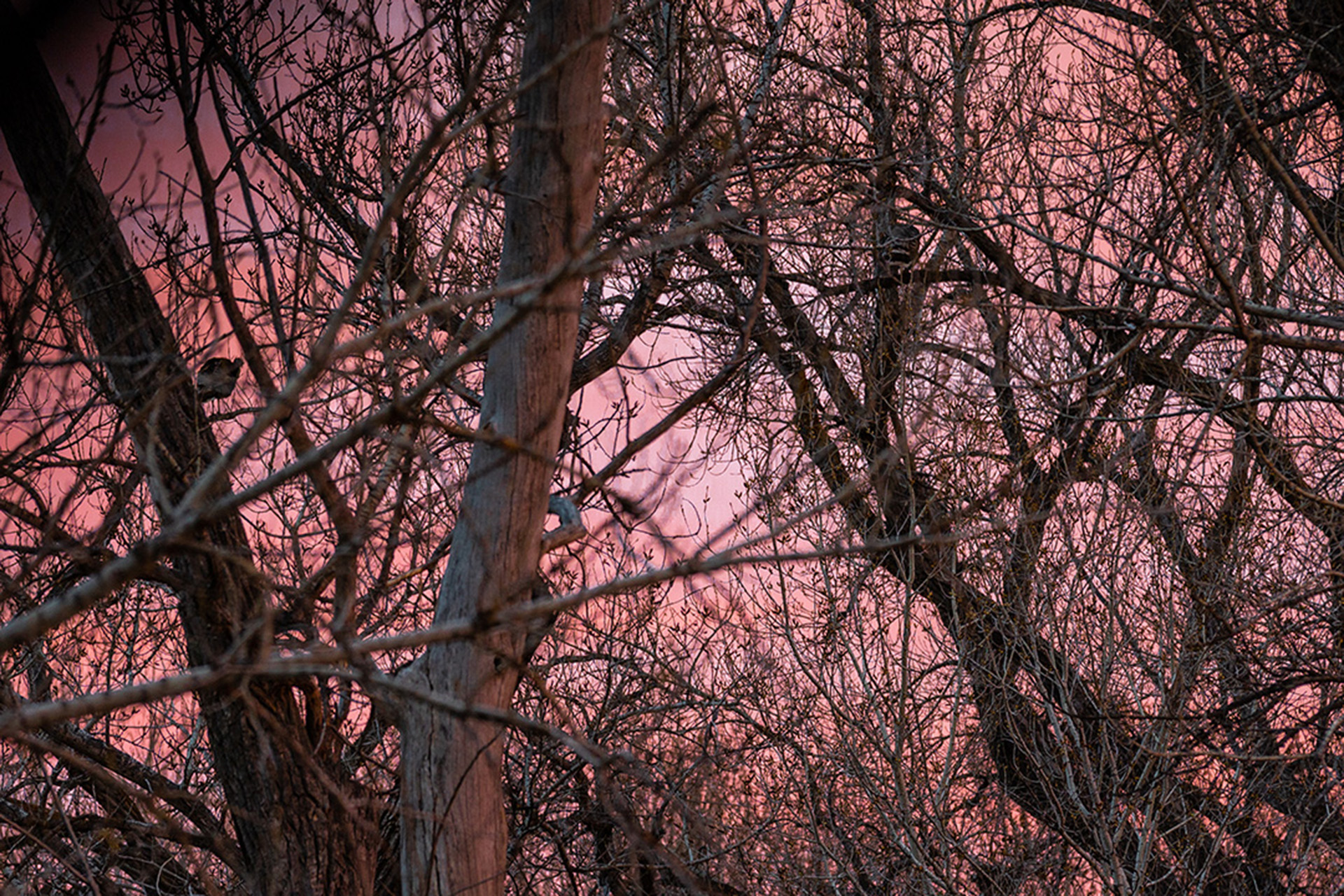 ​Roosting Turkeys