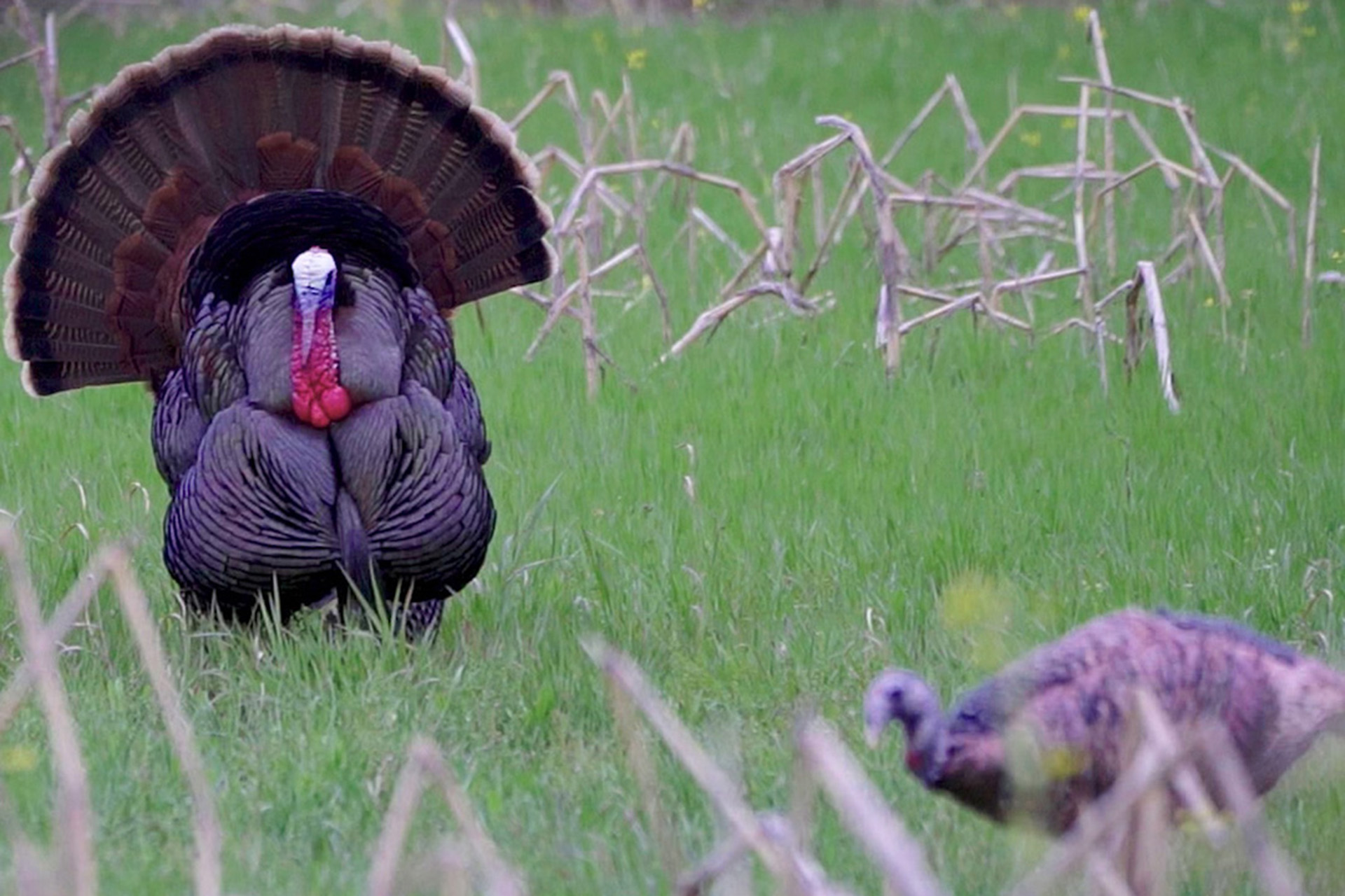 ​Roosting Turkeys