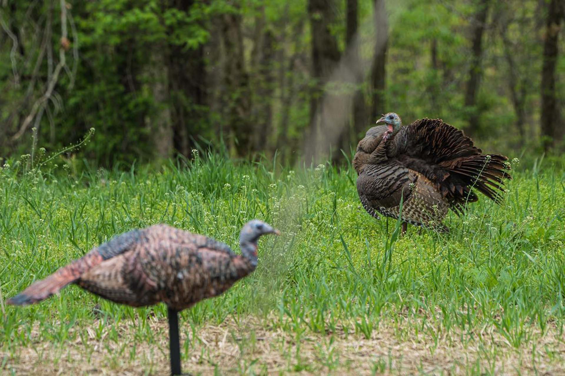 A decoy is the most effective tool when turkey hunting in the wind.