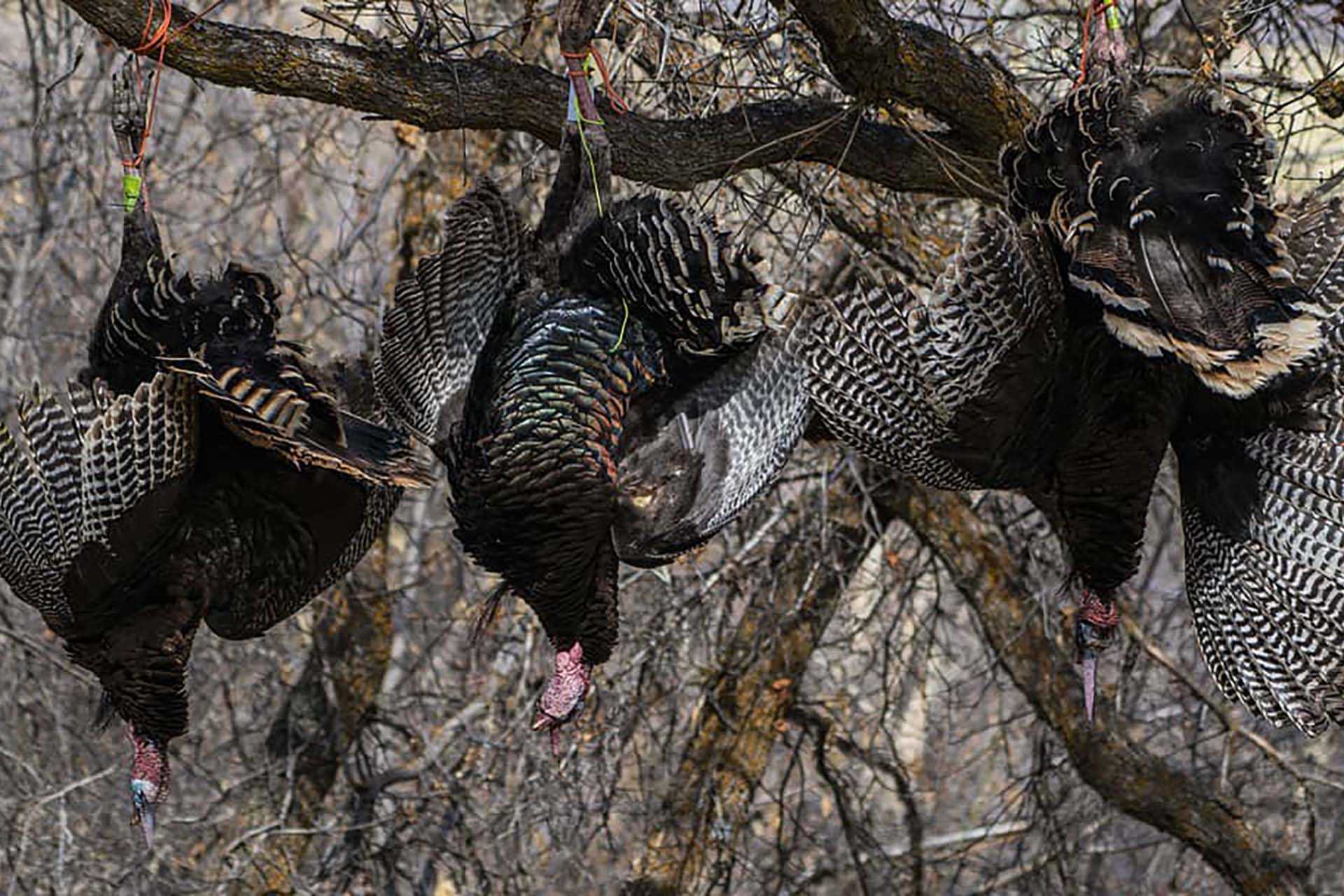 These 5 spring turkey hunting tips can help you both before and during the season to make your hunt the best it’s been.
