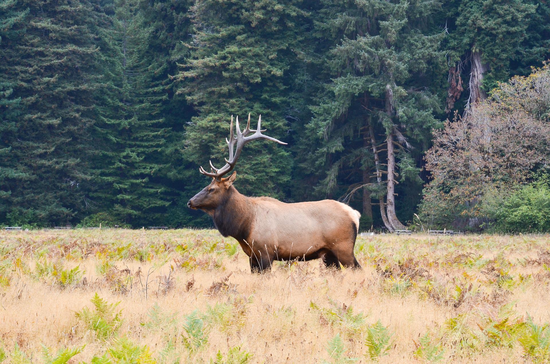 The Roosevelt elk lives in just a handful of locations where dense forests and high volumes of rain pose a challenge to hunters.