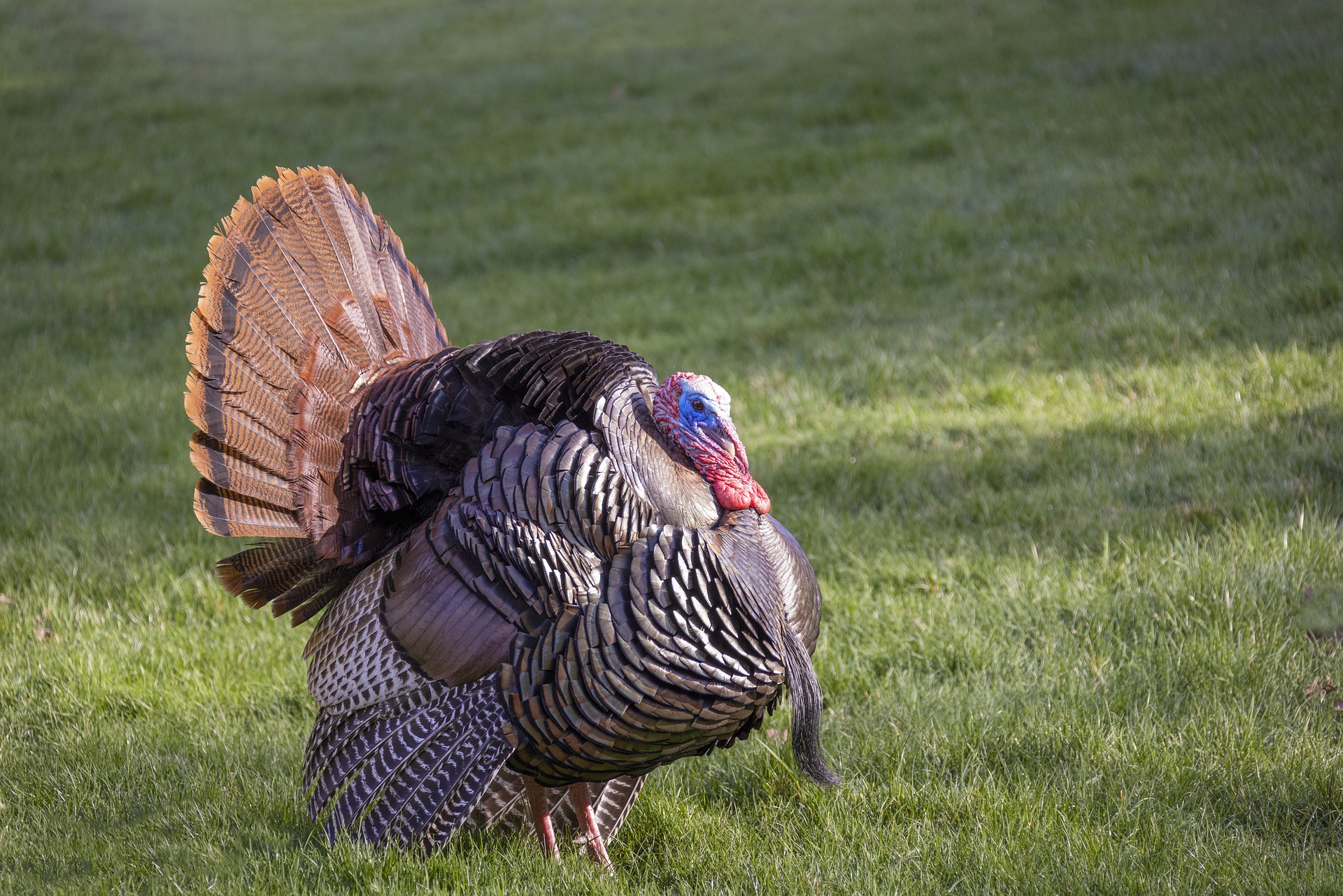 Turkey Mating Seasons by Species and Region Montana Decoy